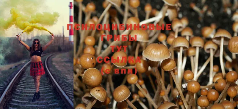 Галлюциногенные грибы Cubensis  цены   Кораблино 